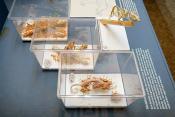 museum fur naturkunde berlin 5-2025 1401
